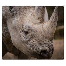 Rhinoceros Rugs 61614755