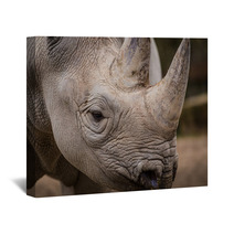 Rhinoceros Wall Art 61614755