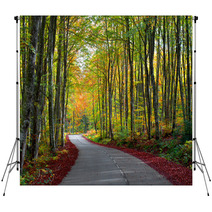 Road In The Forest In Autumn Fall Colors Backdrops 62919606