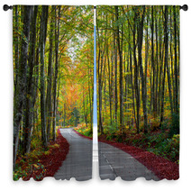 Road In The Forest In Autumn Fall Colors Window Curtains 62919606