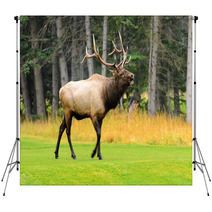 Rocky Mountain Elk Backdrops 51888884