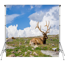 Rocky Mountain Elk Backdrops 55873636