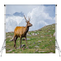 Rocky Mountain Elk Backdrops 55874178
