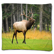 Rocky Mountain Elk Blankets 51888884
