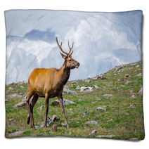 Rocky Mountain Elk Blankets 55874178