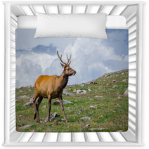 Rocky Mountain Elk Nursery Decor 55874178