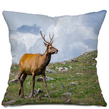 Rocky Mountain Elk Pillows 55874178
