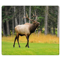 Rocky Mountain Elk Rugs 51888884