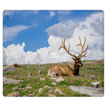 Rocky Mountain Elk Rugs 55873636