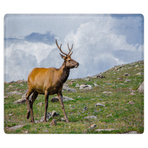 Rocky Mountain Elk Rugs 55874178