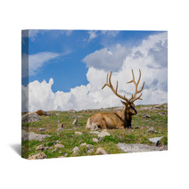 Rocky Mountain Elk Wall Art 55873636