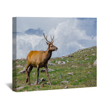 Rocky Mountain Elk Wall Art 55874178
