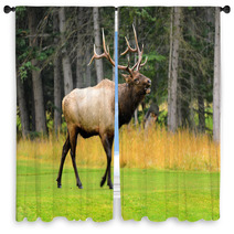 Rocky Mountain Elk Window Curtains 51888884