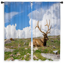 Rocky Mountain Elk Window Curtains 55873636