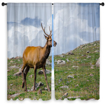 Rocky Mountain Elk Window Curtains 55874178
