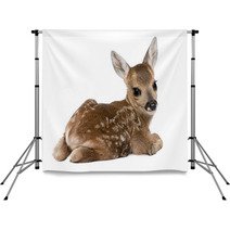 Roe Deer Fawn - Capreolus Capreolus (15 Days Old) Backdrops 15587065