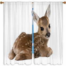 Roe Deer Fawn - Capreolus Capreolus (15 Days Old) Window Curtains 15587065