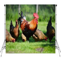 Rooster And Chickens On Traditional Free Range Poultry Farm Backdrops 72998809
