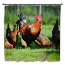 Rooster And Chickens On Traditional Free Range Poultry Farm Bath Decor 72998809