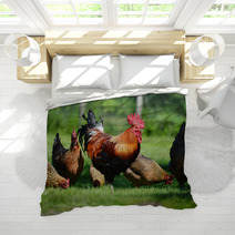 Rooster And Chickens On Traditional Free Range Poultry Farm Bedding 72998809