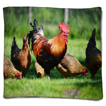 Rooster And Chickens On Traditional Free Range Poultry Farm Blankets 72998809