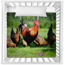 Rooster And Chickens On Traditional Free Range Poultry Farm Nursery Decor 72998809