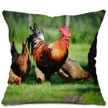Rooster And Chickens On Traditional Free Range Poultry Farm Pillows 72998809
