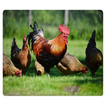 Rooster And Chickens On Traditional Free Range Poultry Farm Rugs 72998809