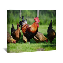 Rooster And Chickens On Traditional Free Range Poultry Farm Wall Art 72998809