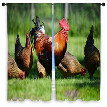 Rooster And Chickens On Traditional Free Range Poultry Farm Window Curtains 72998809
