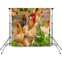Rooster And Hen In The Village, Rooster Live Yard Poultry Backdrops 81612188