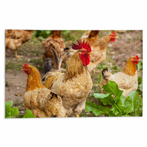 Rooster And Hen In The Village, Rooster Live Yard Poultry Rugs 81612188