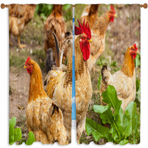 Rooster And Hen In The Village, Rooster Live Yard Poultry Window Curtains 81612188