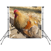 Rooster Backdrops 100366919