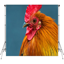 Rooster Backdrops 79177141