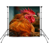 Rooster On Traditional Free Range Poultry Farm Backdrops 55410247