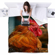 Rooster On Traditional Free Range Poultry Farm Blankets 55410247