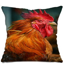 Rooster On Traditional Free Range Poultry Farm Pillows 55410247