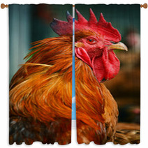 Rooster On Traditional Free Range Poultry Farm Window Curtains 55410247