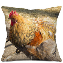 Rooster Pillows 100366919