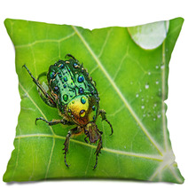 Rose Chafer (cetonia Aurata) On A Dewy Leaf Pillows 69975416