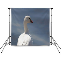 Ross's Goose In Northern California Backdrops 4873959