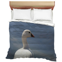Ross's Goose In Northern California Bedding 4873959