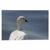 Ross's Goose In Northern California Rugs 4873959