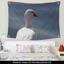 Ross's Goose In Northern California Wall Art 4873959