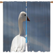 Ross's Goose In Northern California Window Curtains 4873959