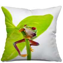 Rotaugenlaubfrosch Pillows 41087998
