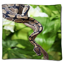 Royal Python On A Branch Blankets 49828951