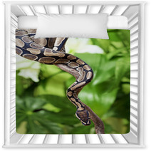 Royal Python On A Branch Nursery Decor 49828951