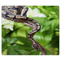 Royal Python On A Branch Rugs 49828951